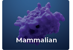 mammalian